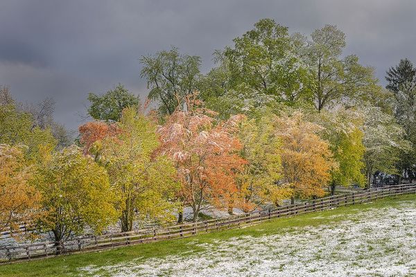 Jones, Adam 아티스트의 Light snow on trees in early spring-Louisville-Kentucky작품입니다.